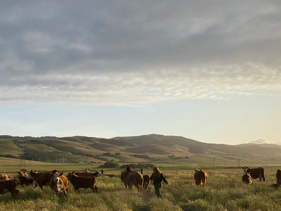 Herd of cattle grazing a wide valley below the hills