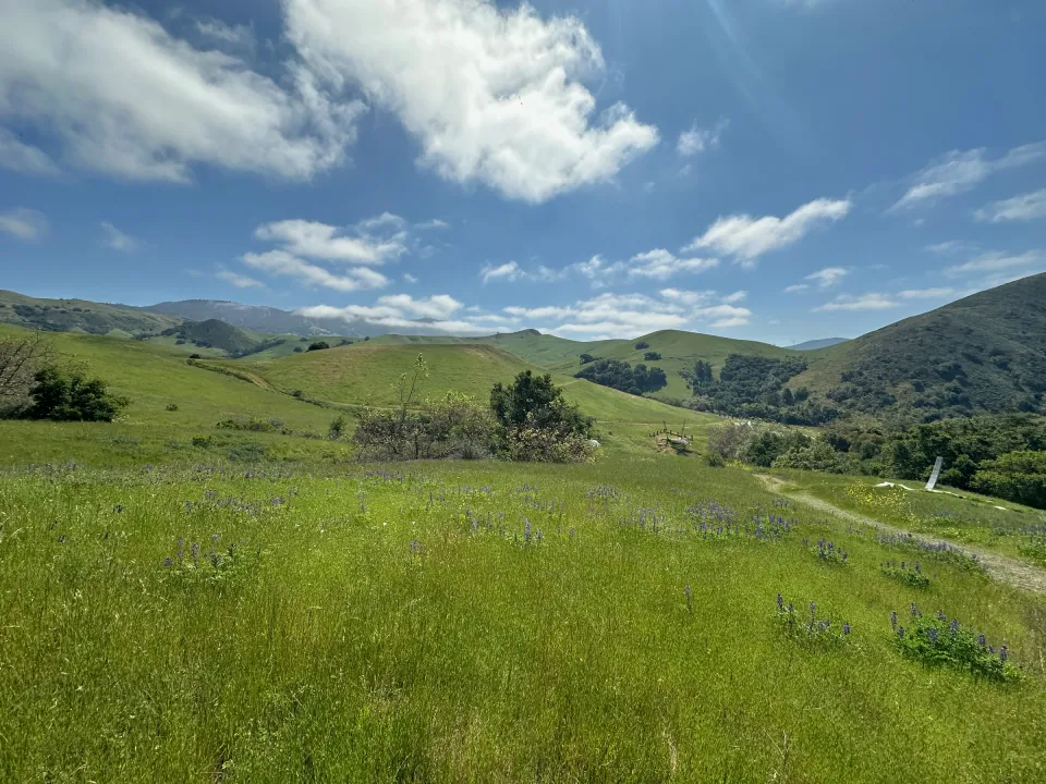 Green hills and wild lupine in spring