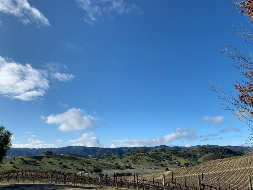Vineyard rows along a ridge above green hills