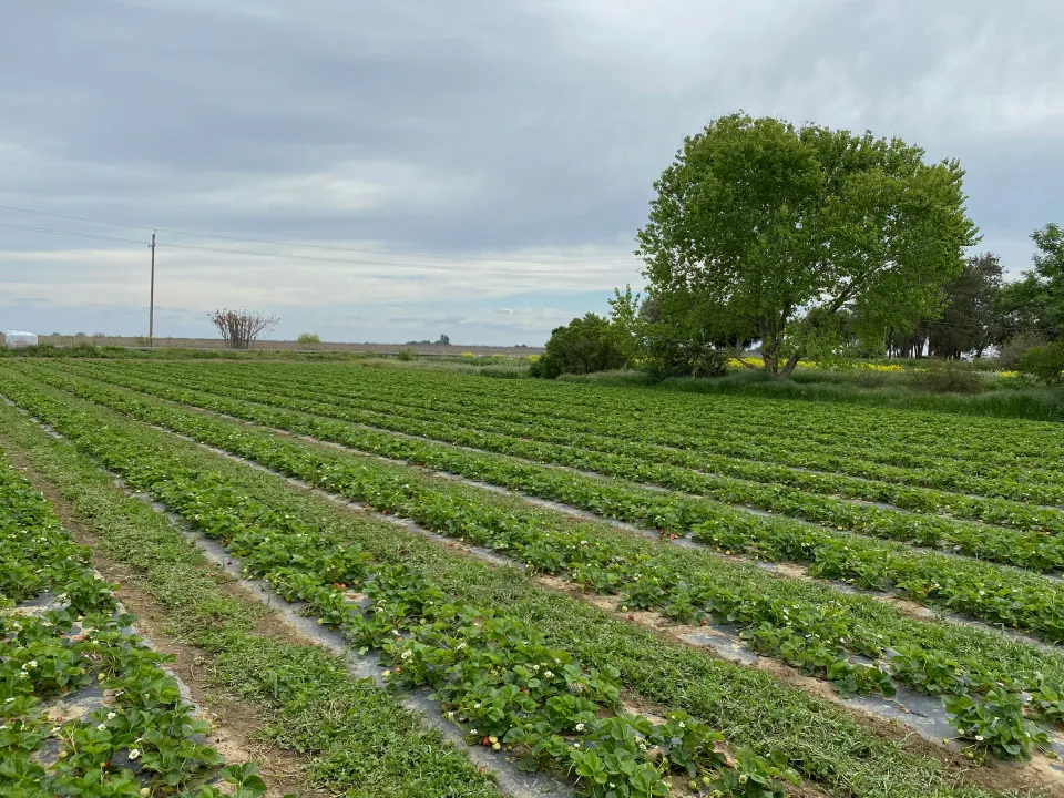 Strawberry rows stretching to a lone tree