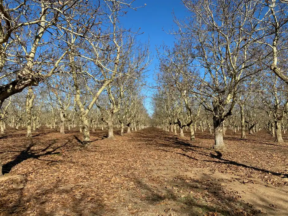 Bare walnut orchard in winter