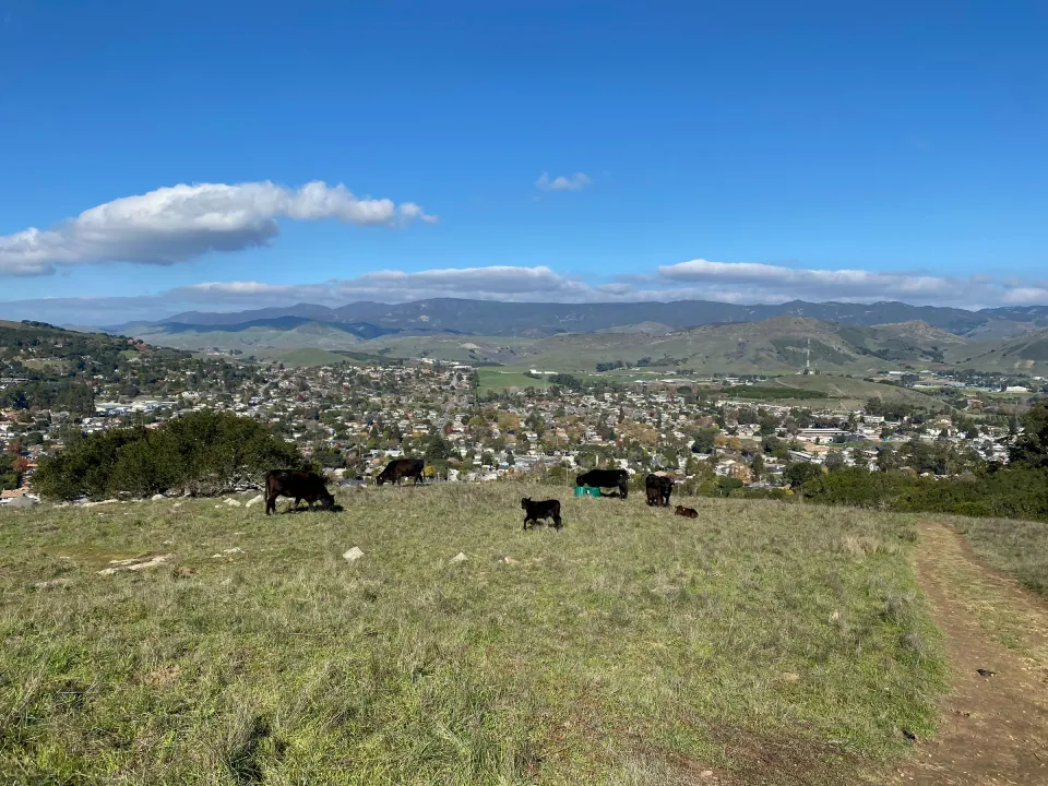Black cattle grazing a hilltop above town