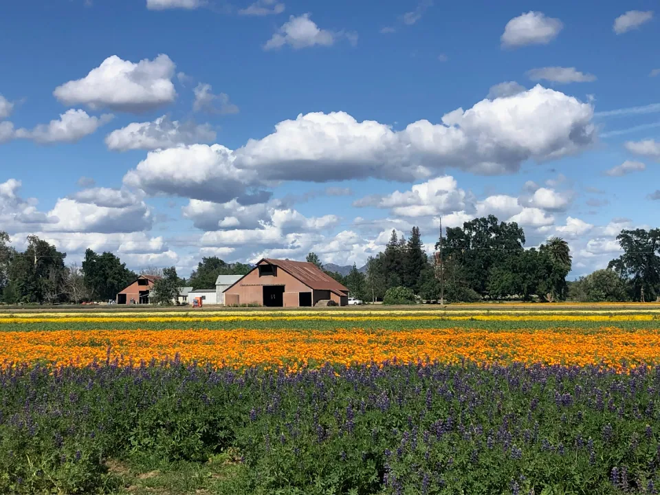Barn behind a field of orange poppies and purple flowers