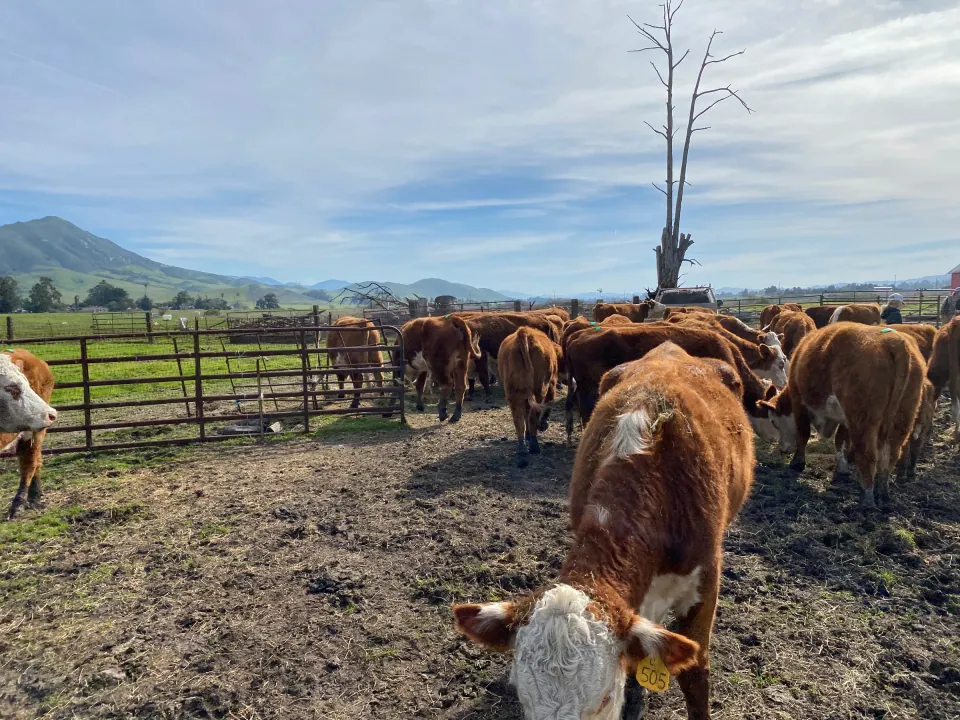Curious Hereford steer in a ranch corral