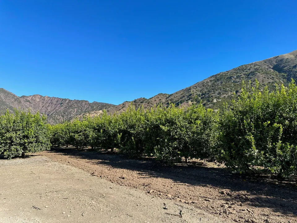 Lemon grove beneath rugged mountains