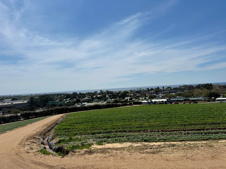 Rows of young crops near the coast