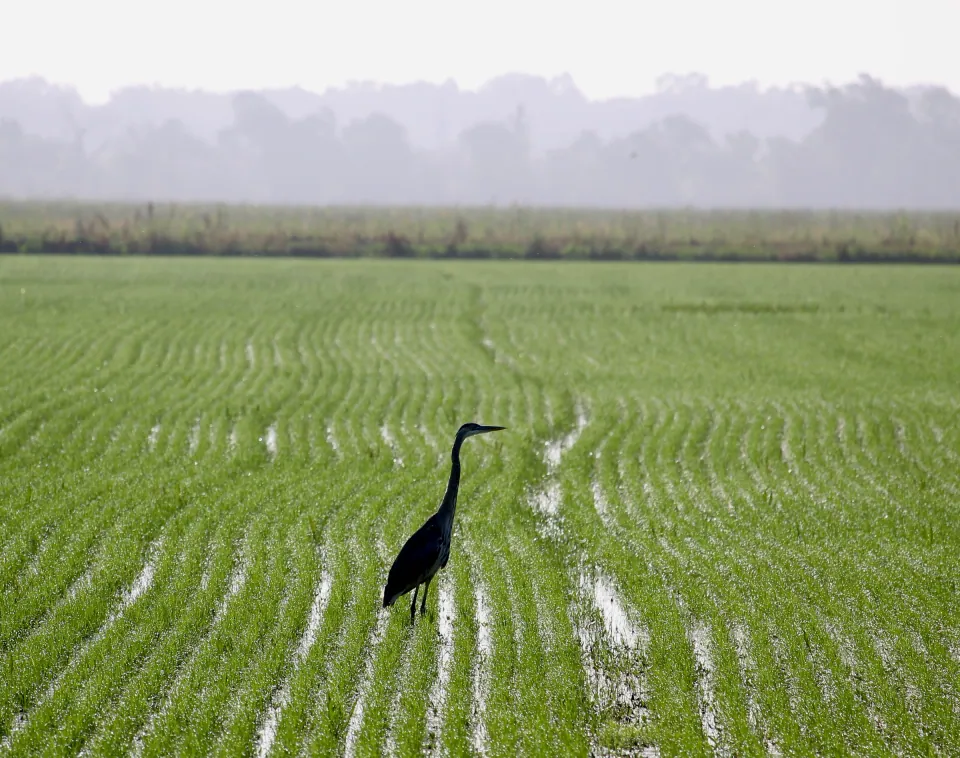 Great blue heron standing in rows of young green rice